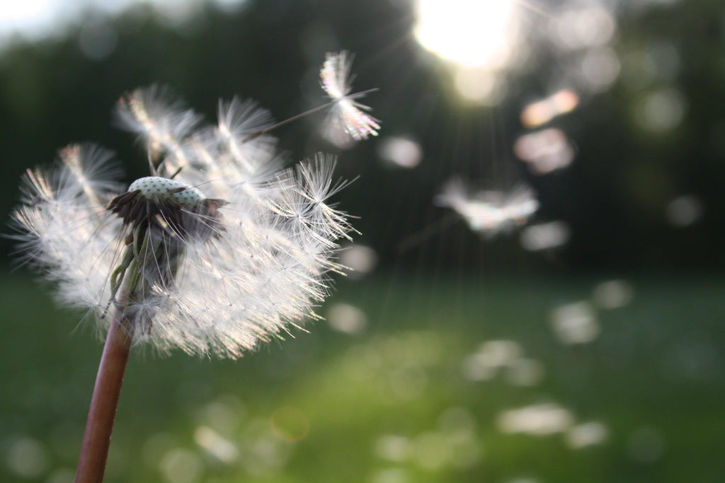 How to Alleviate Brain Fog Naturally