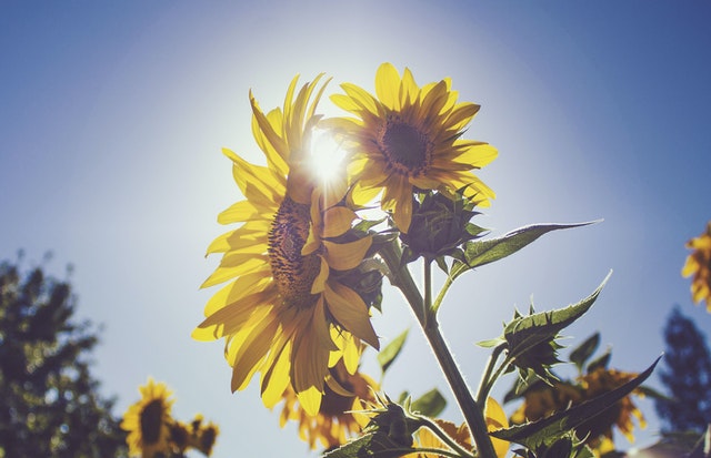 The Importance of Vitamin B12 for Overall Health and Well-being