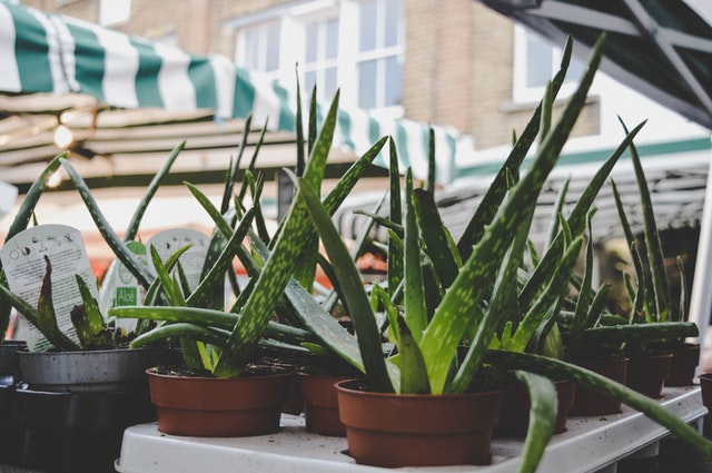 Aloe Vera: Benefits, Sources, and More!